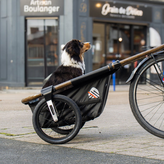 Petit Nounours - Maïna 16 et son support pour animaux