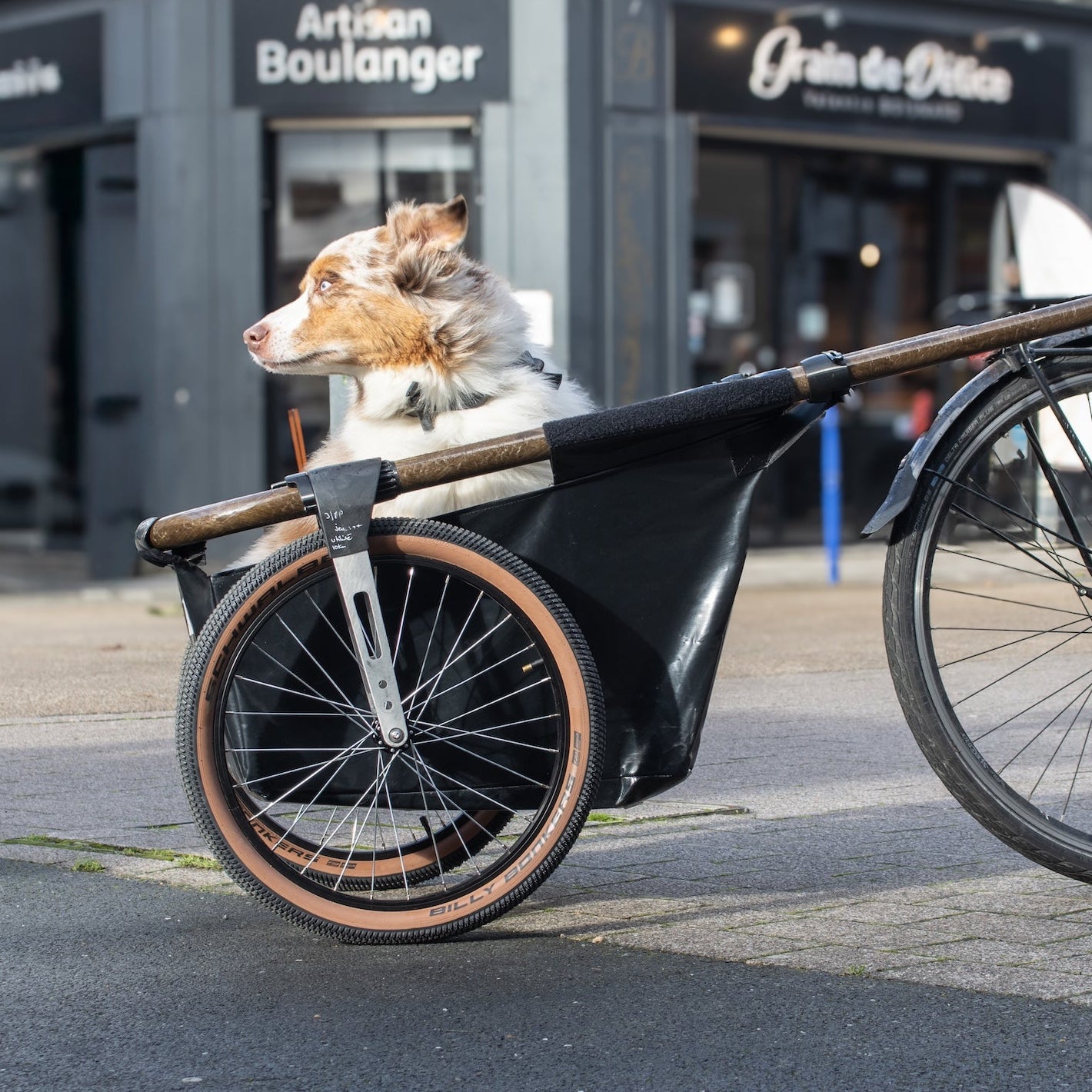 Gros Nounours - La remorque Maïna 20+ et son support pour animaux